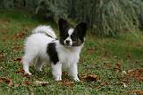 EPAGNEUL PAPILLON 090